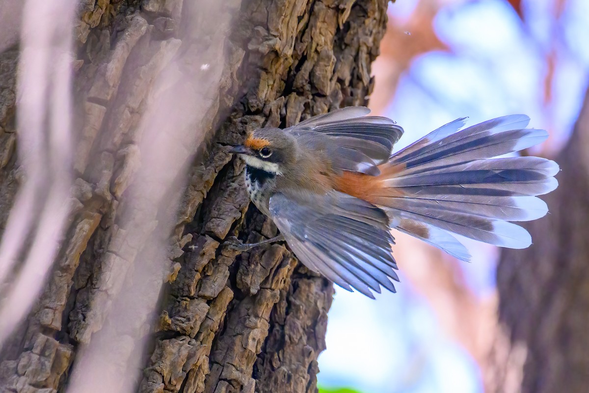 Arafura Fantail - ML620941377