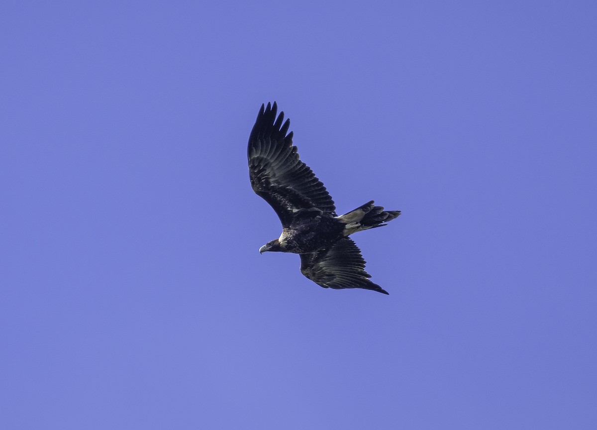 Wedge-tailed Eagle - ML620941382