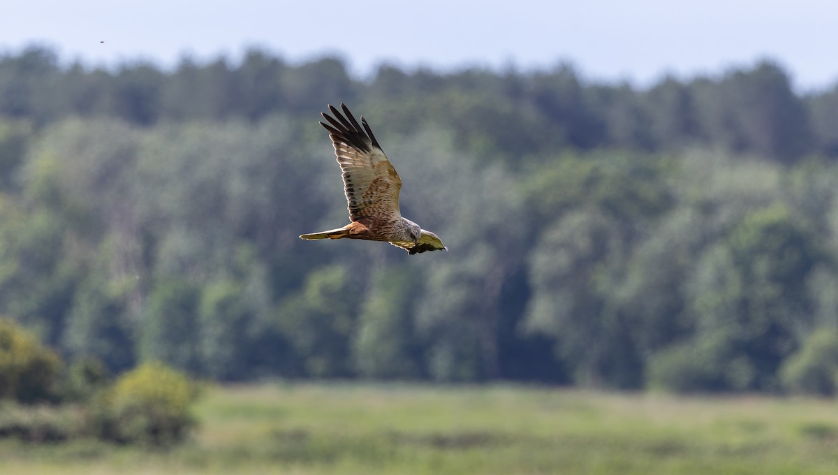 Western Marsh Harrier - ML620941395