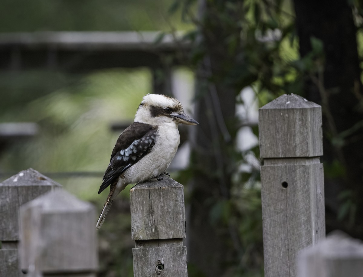 Laughing Kookaburra - ML620941401