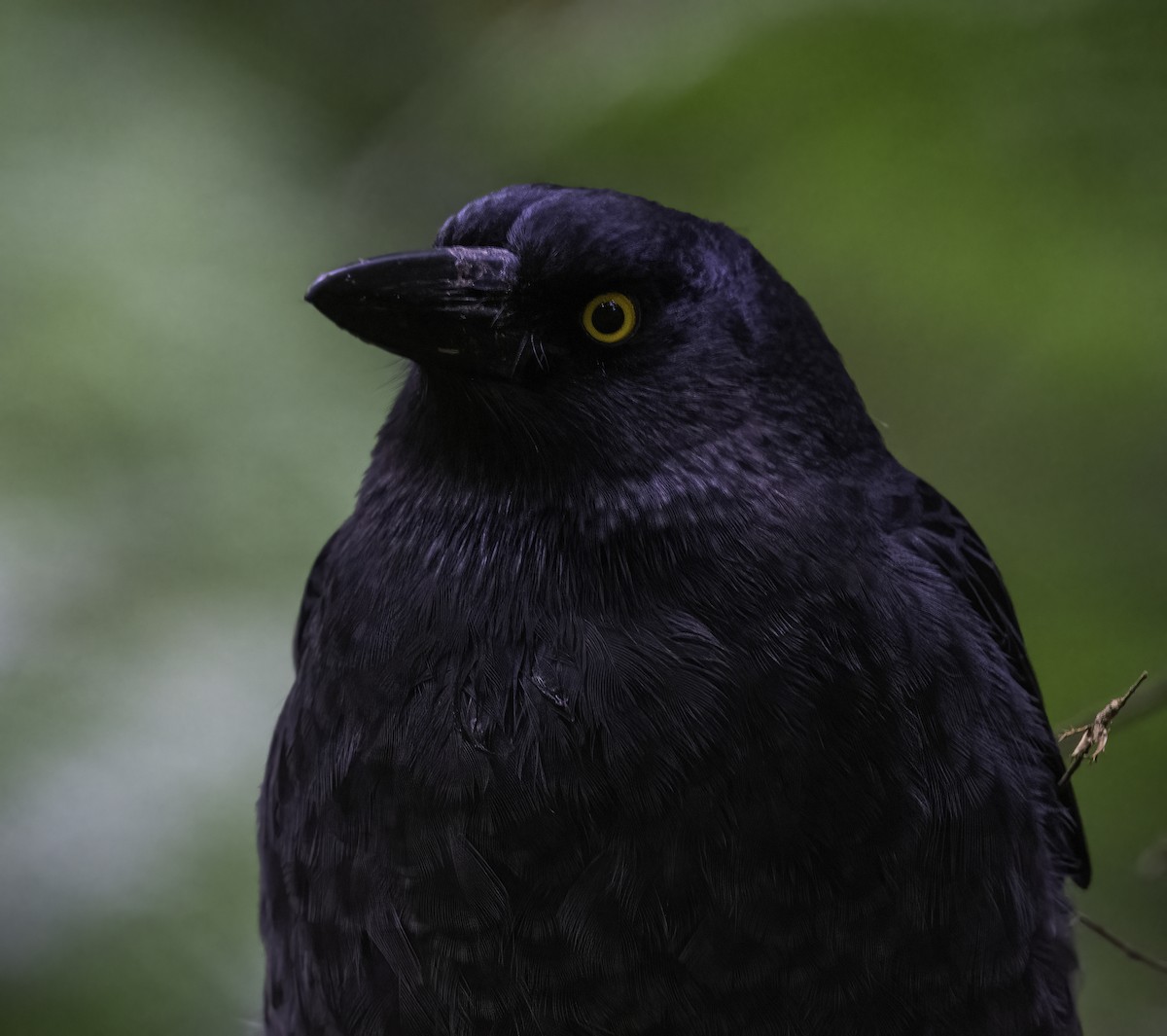 Pied Currawong - ML620941434