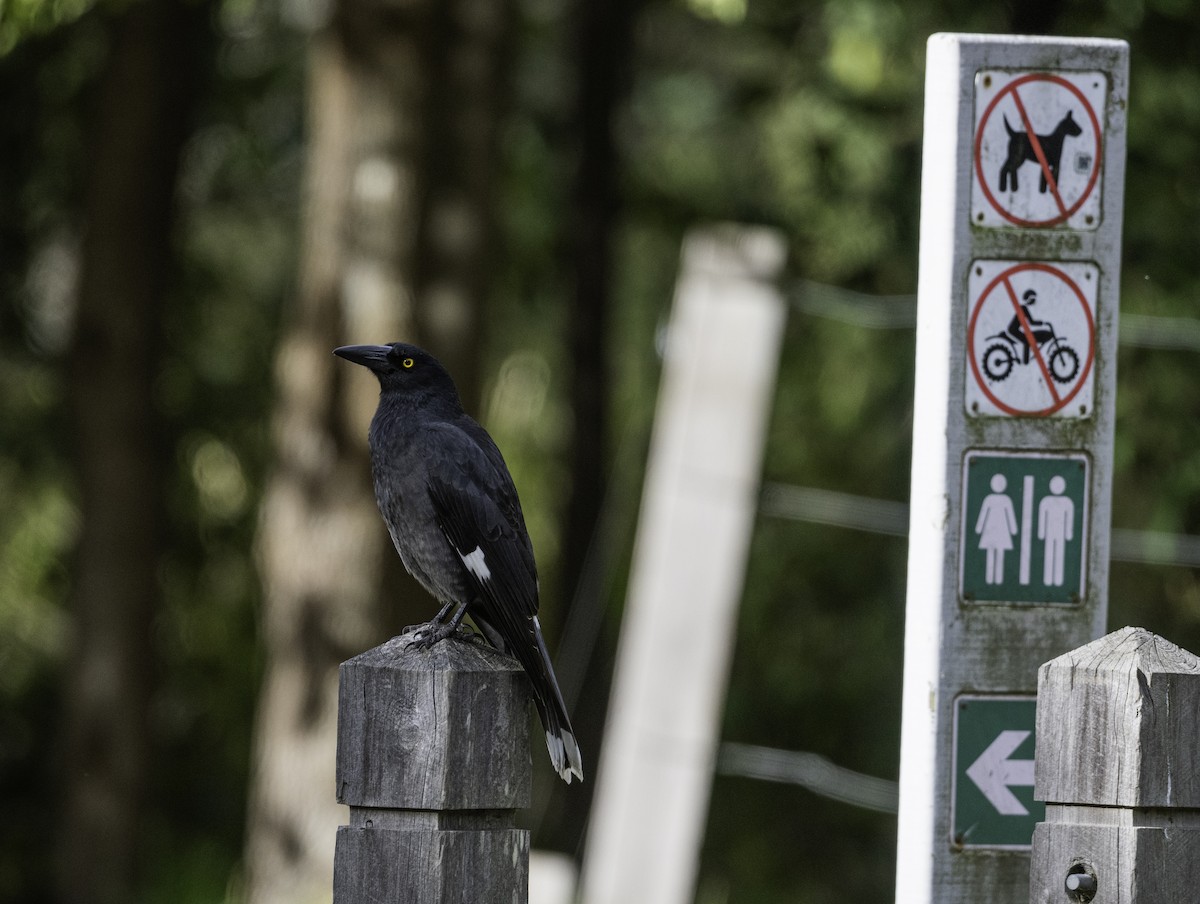 Pied Currawong - ML620941435