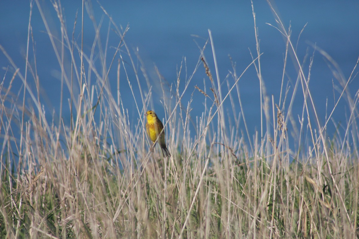 Yellowhammer - ML620941459