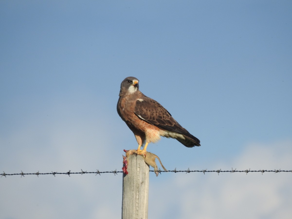 Swainson's Hawk - ML620941470