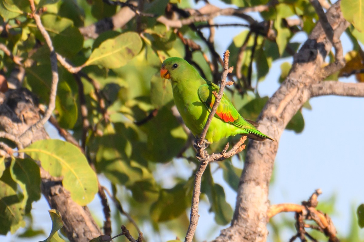 Red-winged Parrot - ML620941486