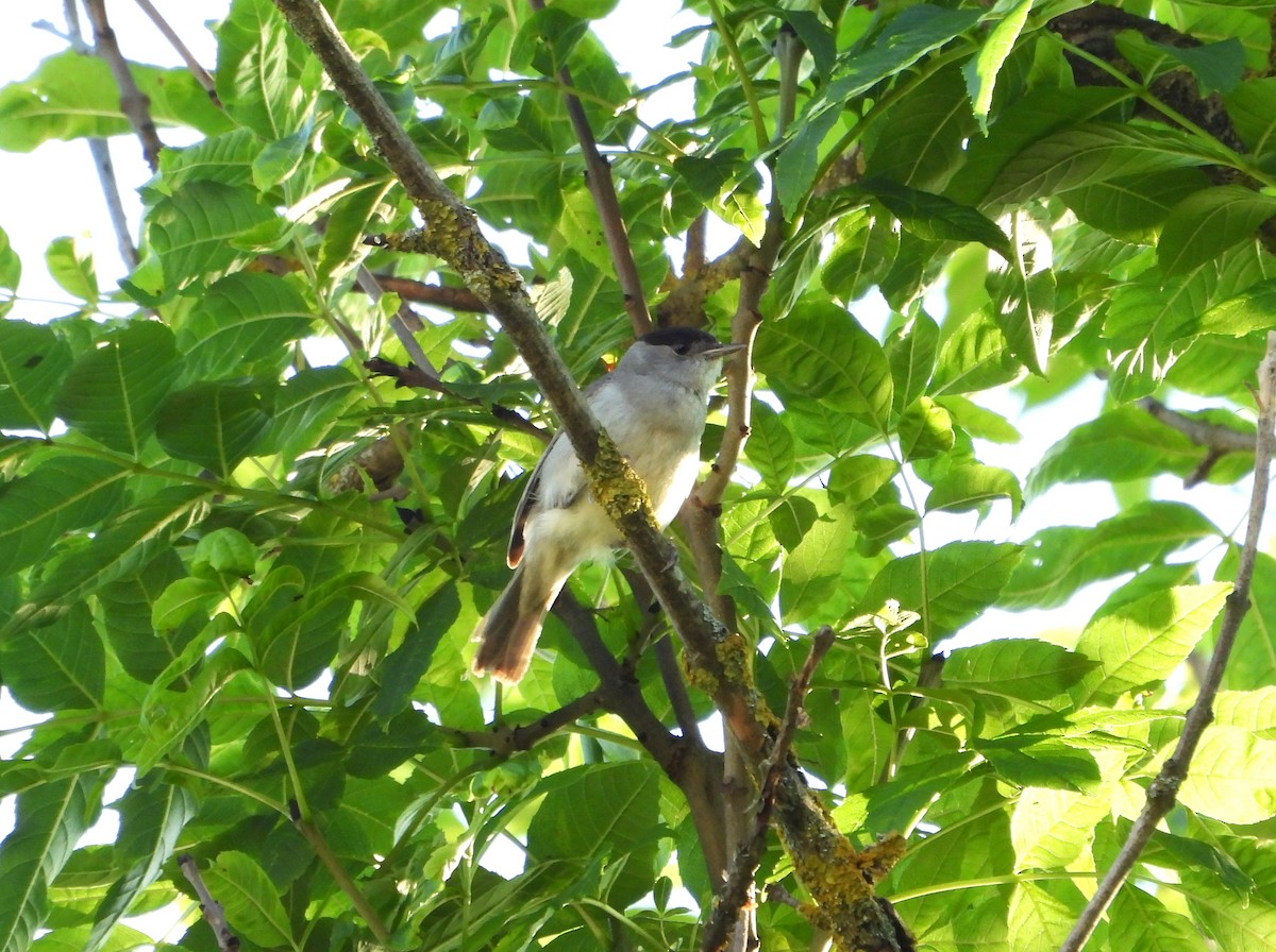 Eurasian Blackcap - ML620941495