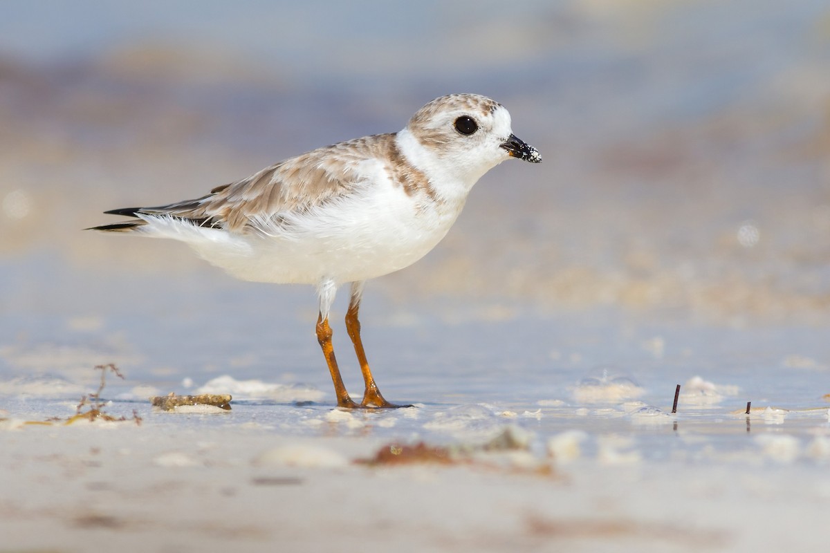 Piping Plover - ML620941496