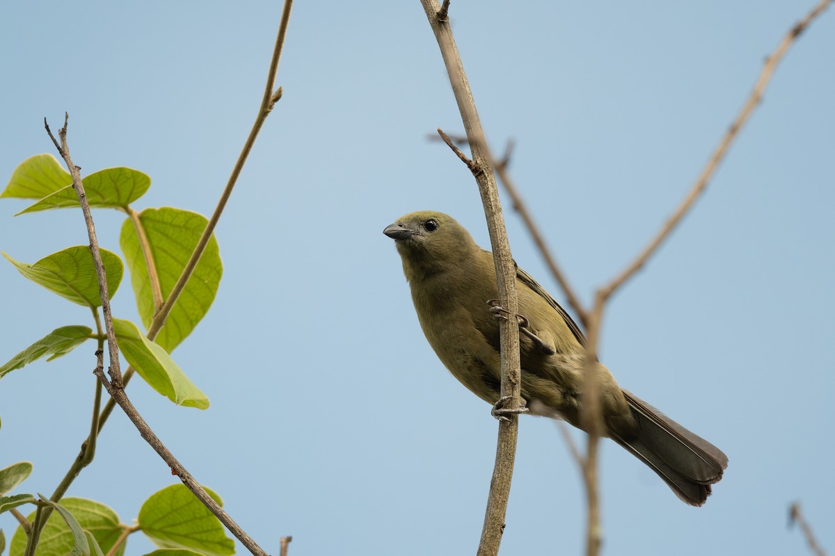 Palm Tanager - ML620941498