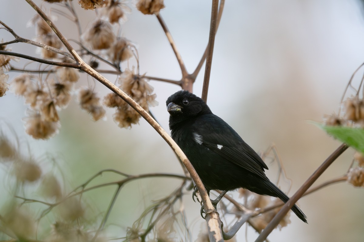 Variable Seedeater - ML620941501