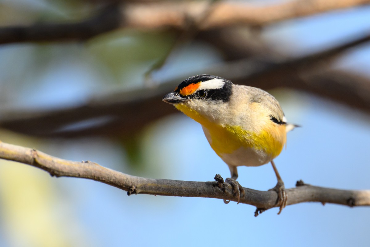 Striated Pardalote - ML620941508