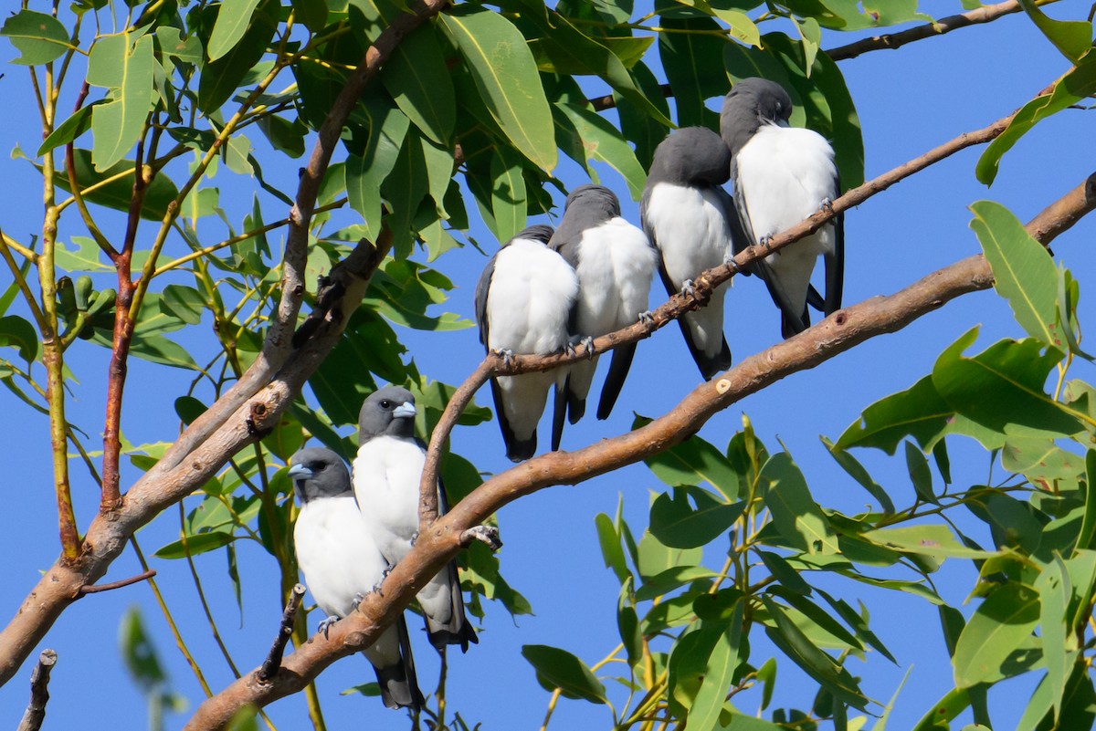 White-breasted Woodswallow - ML620941515