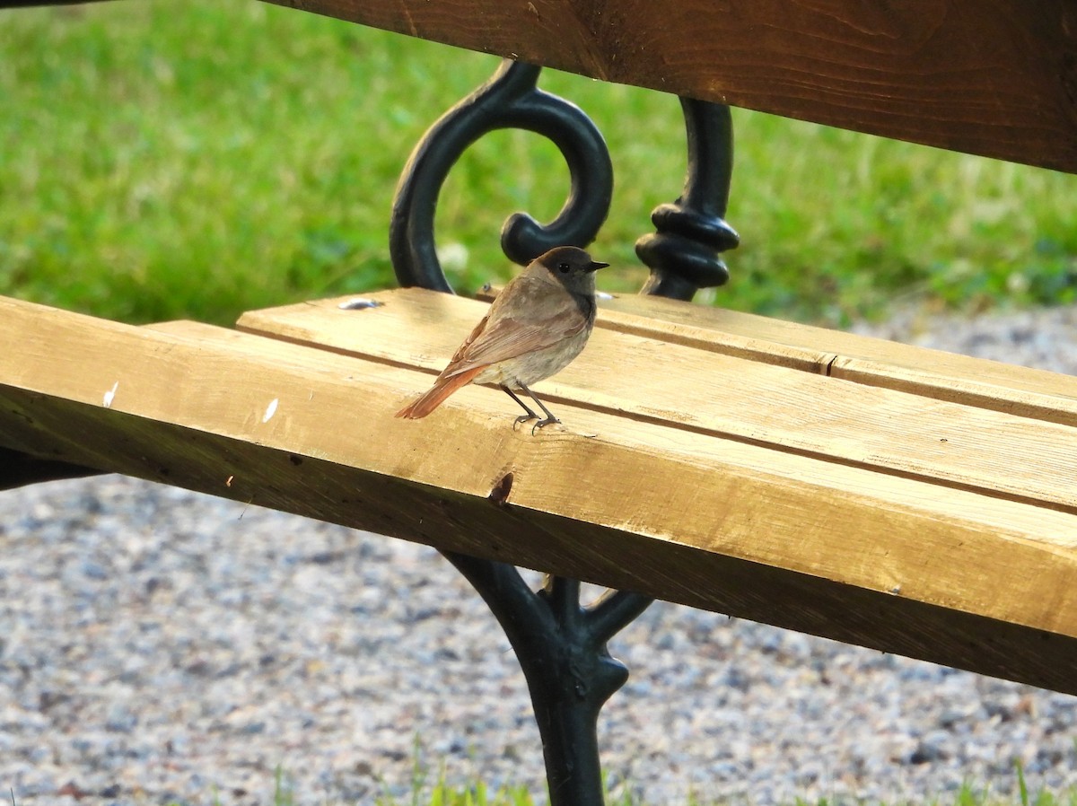 Black Redstart - ML620941519