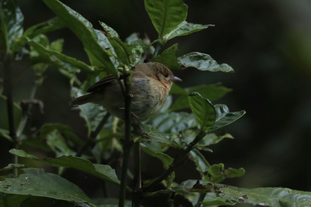 Pinzón de Darwin Oliváceo - ML620941521