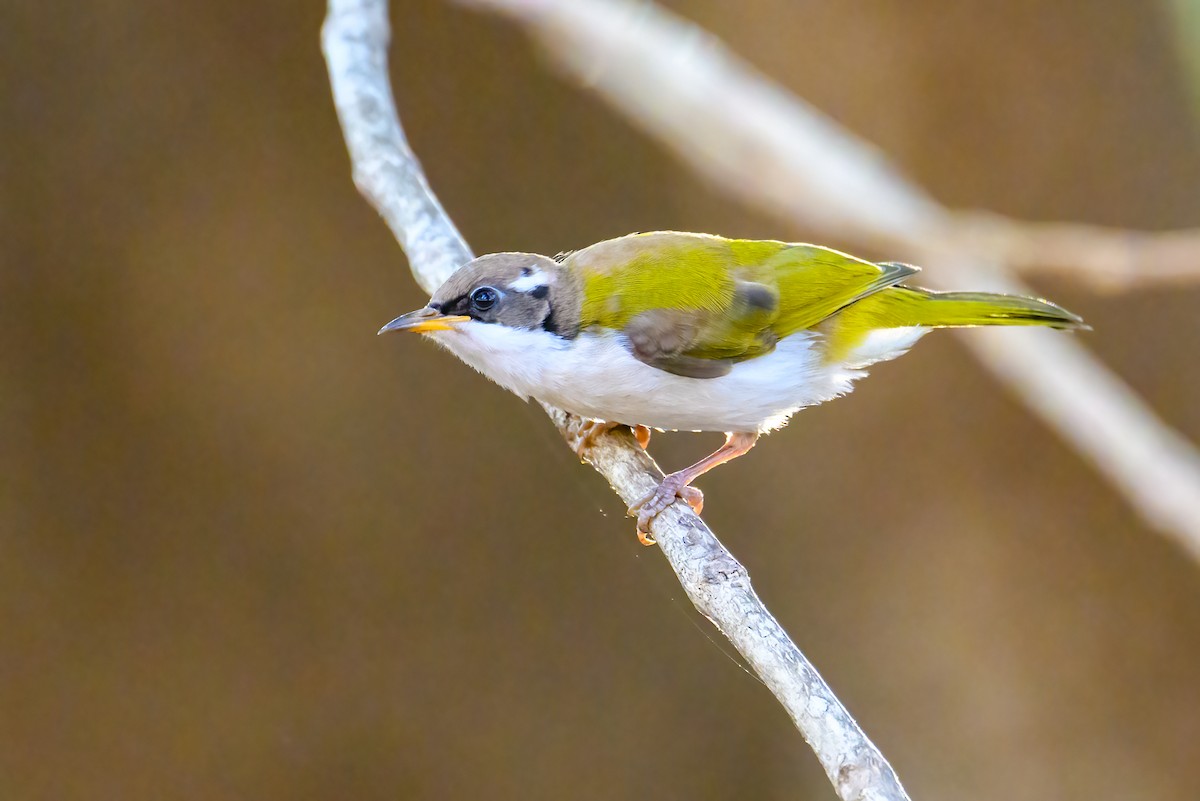 White-throated Honeyeater - ML620941522