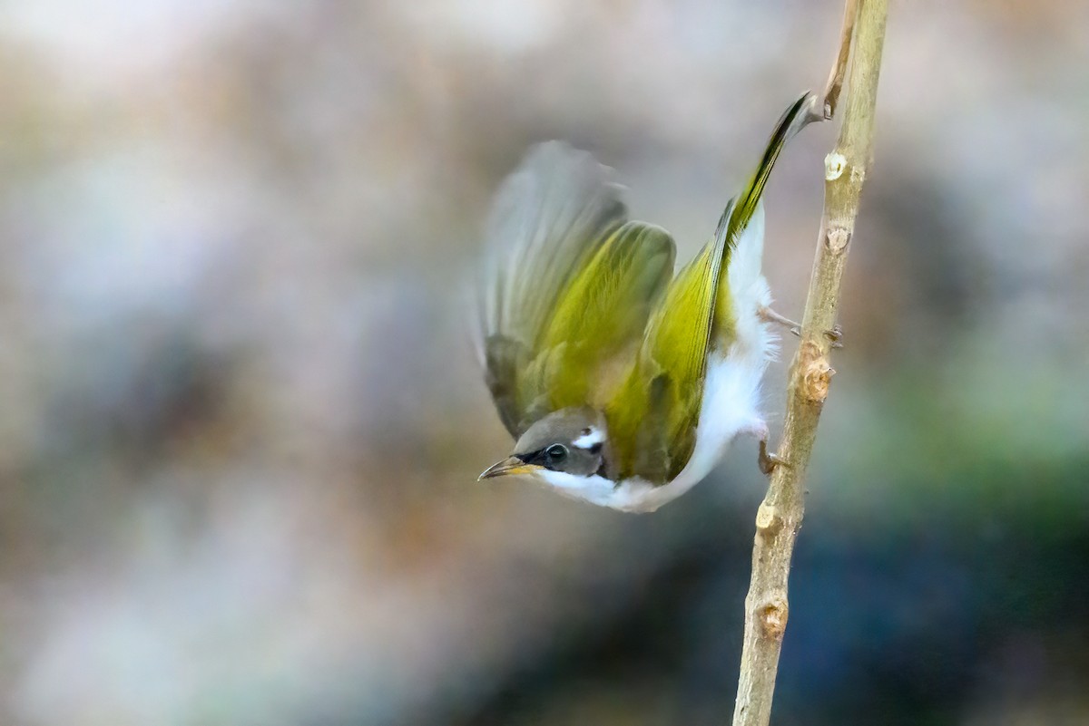 White-throated Honeyeater - ML620941524