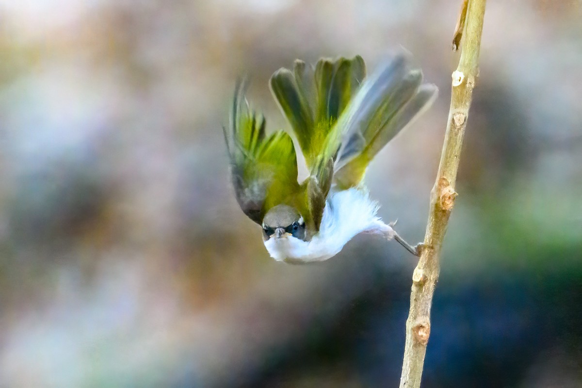 White-throated Honeyeater - ML620941525