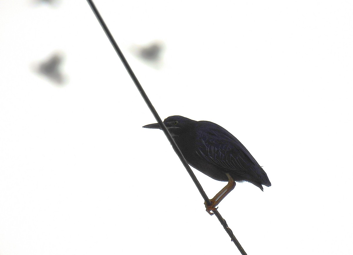 Green Heron - ML620941527