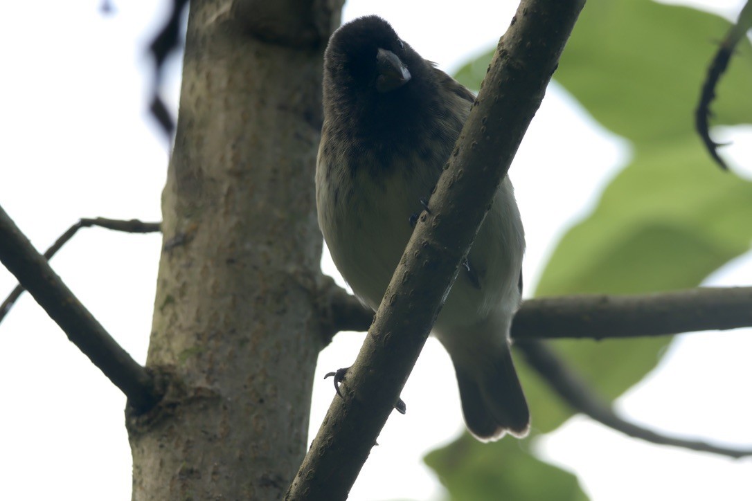 Vegetarian Finch - ML620941528