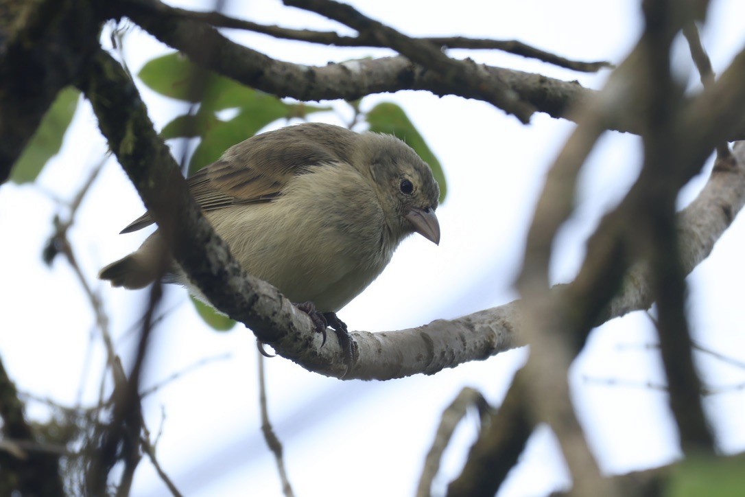 Woodpecker Finch - ML620941536