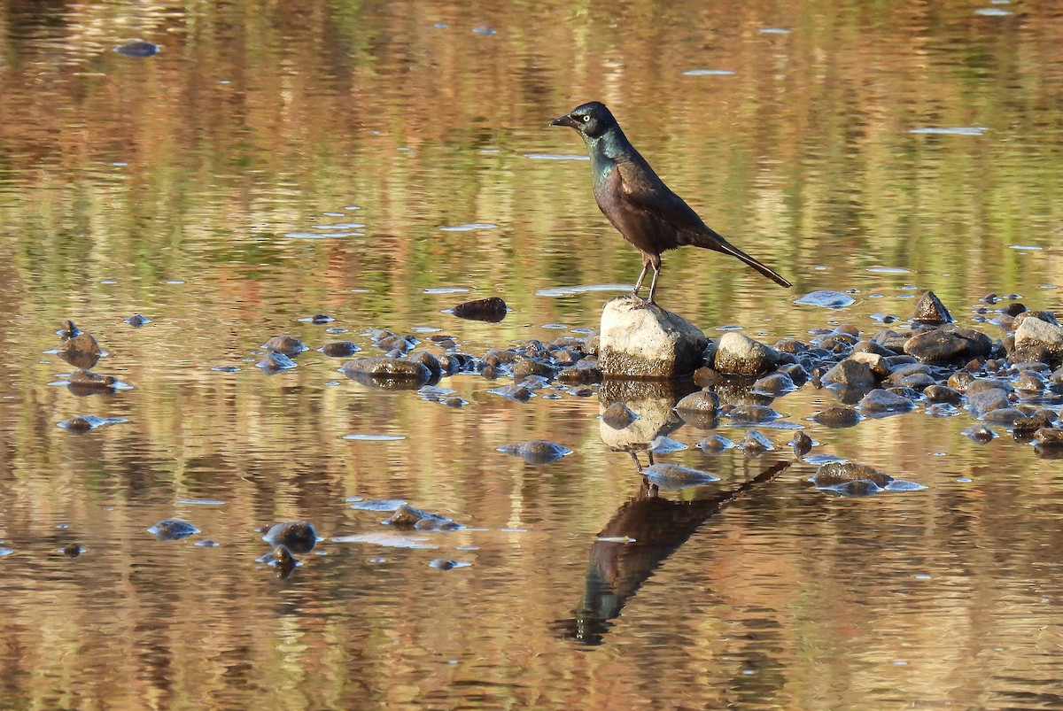 Common Grackle - ML620941543