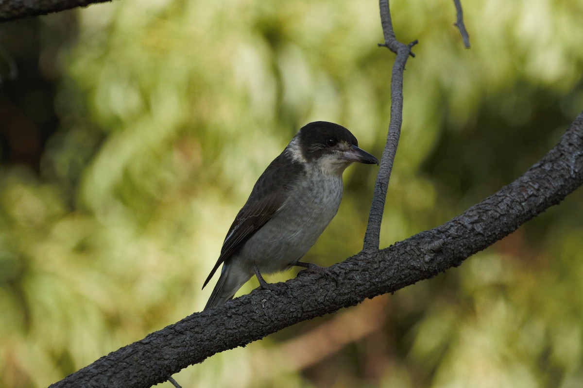 Gray Butcherbird - ML620941544