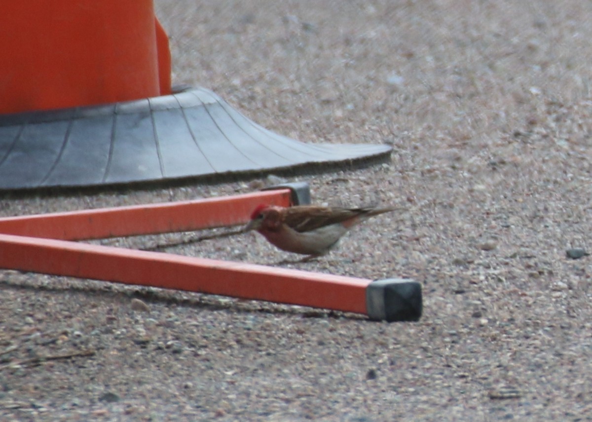 Cassin's Finch - ML620941545