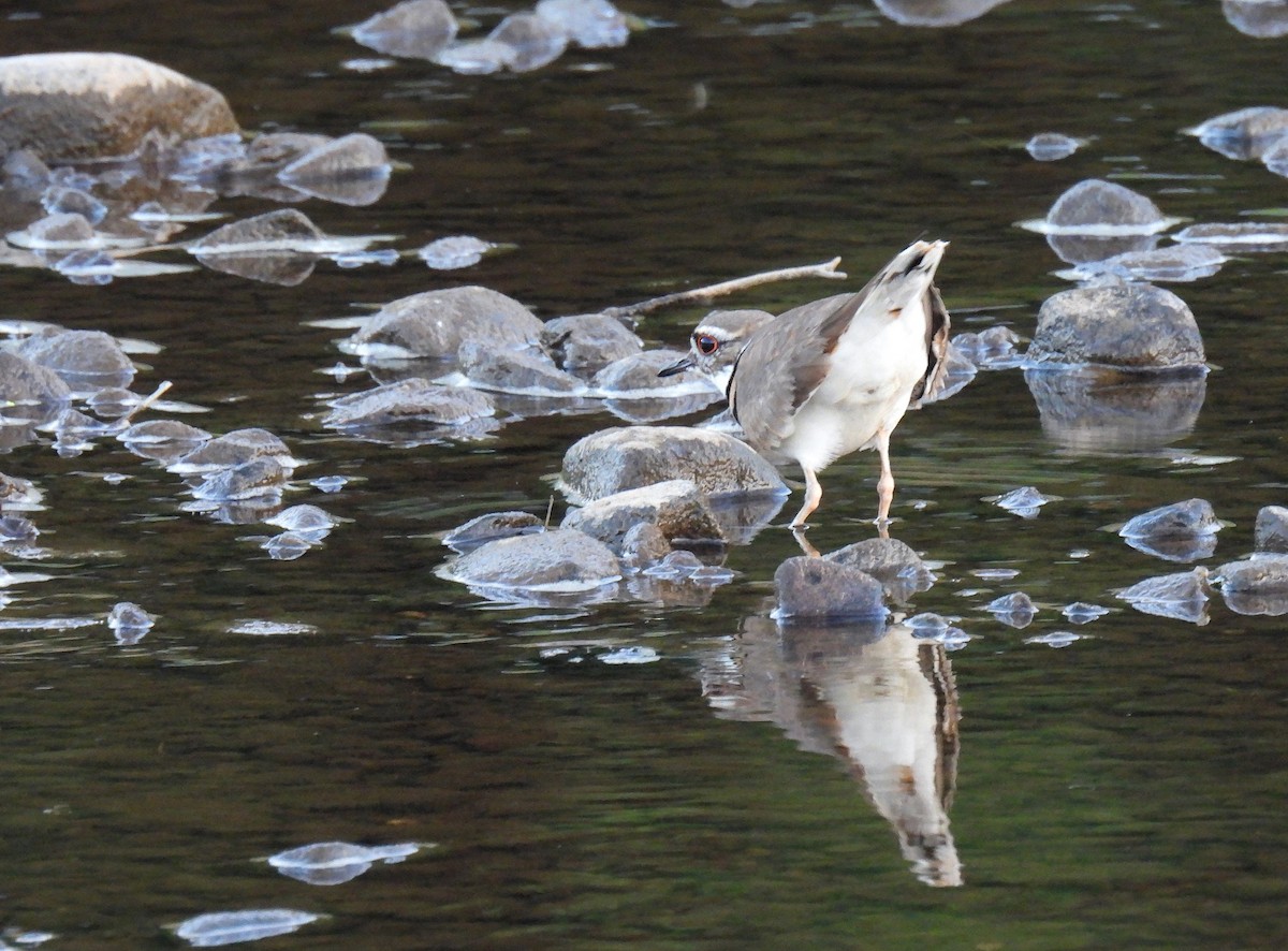 Killdeer - ML620941551