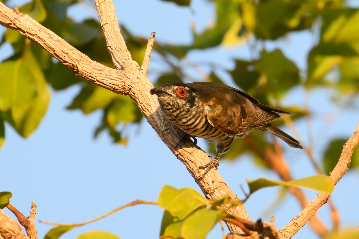 Little Bronze-Cuckoo - ML620941554