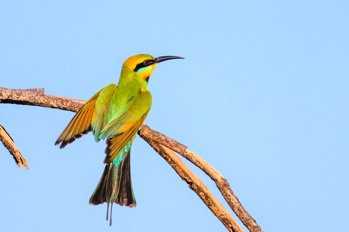 Rainbow Bee-eater - ML620941557