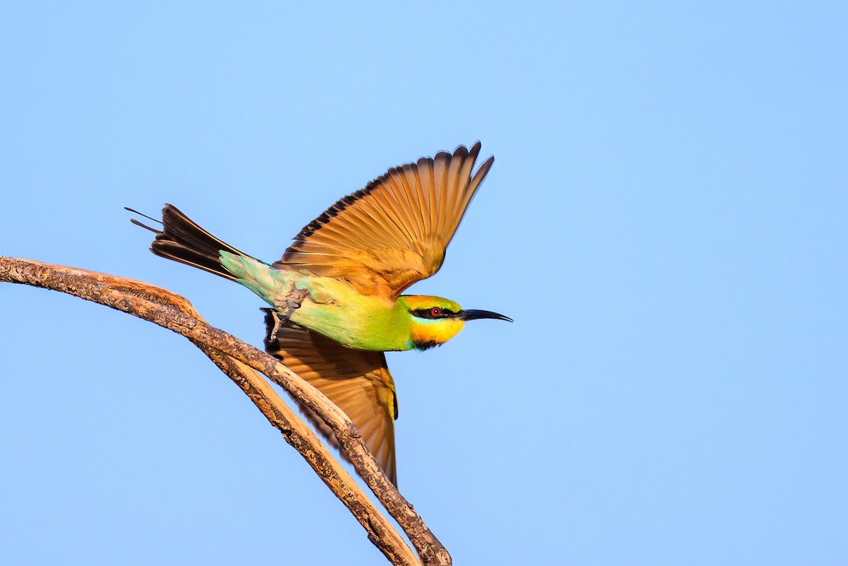 Rainbow Bee-eater - ML620941558