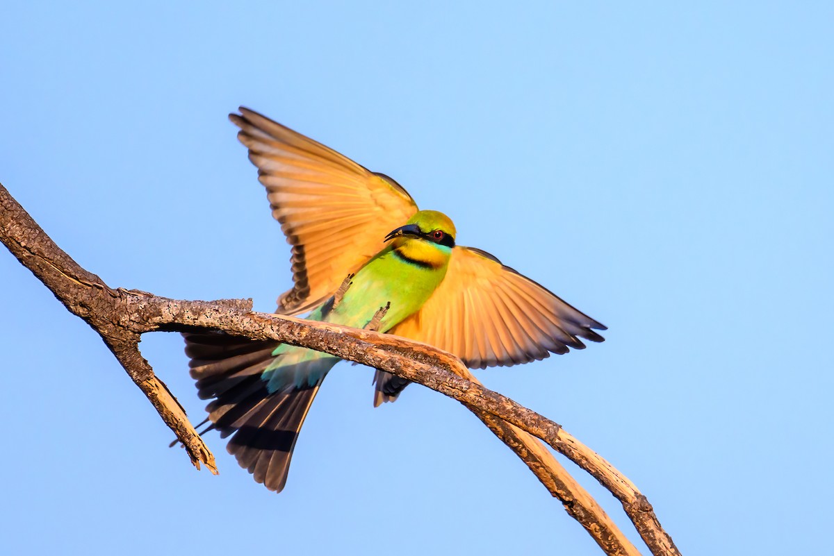 Rainbow Bee-eater - ML620941559