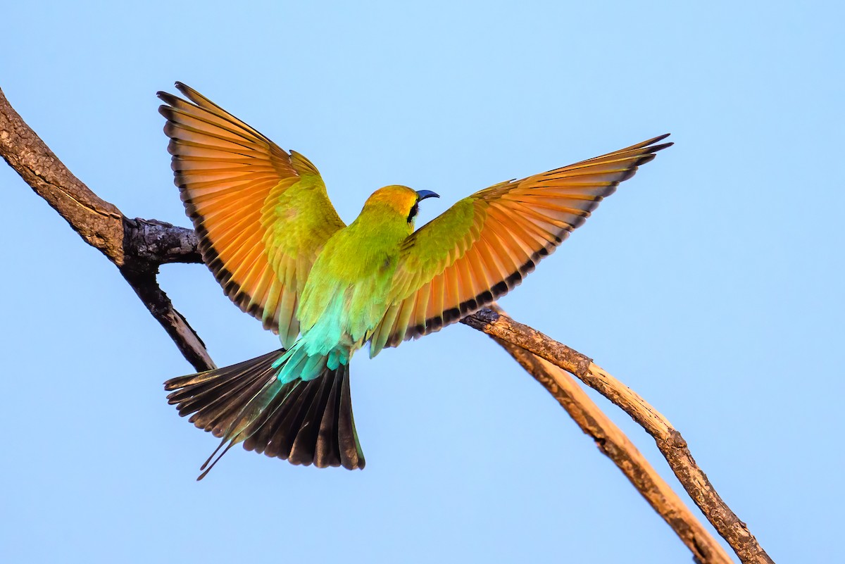 Rainbow Bee-eater - ML620941560