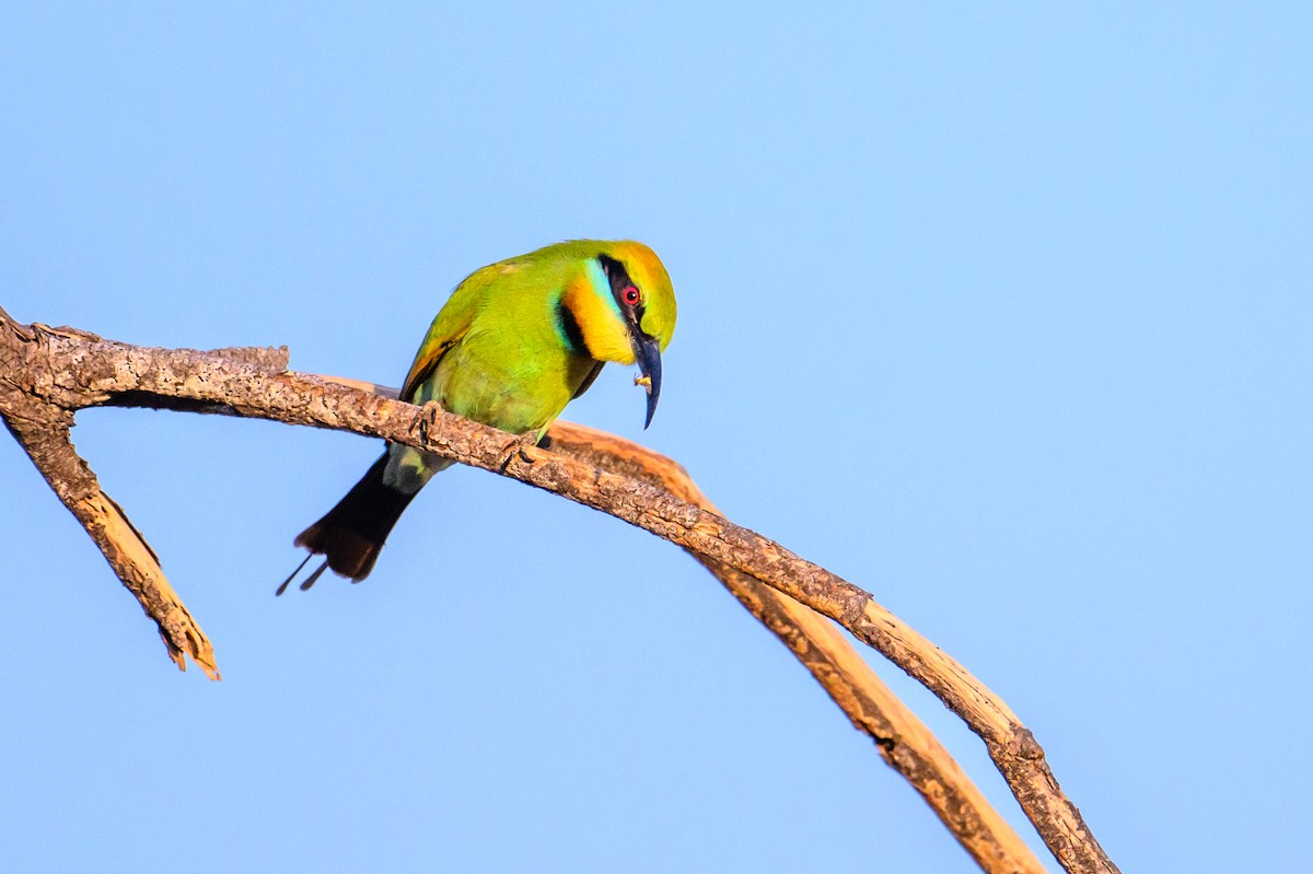 Rainbow Bee-eater - ML620941561