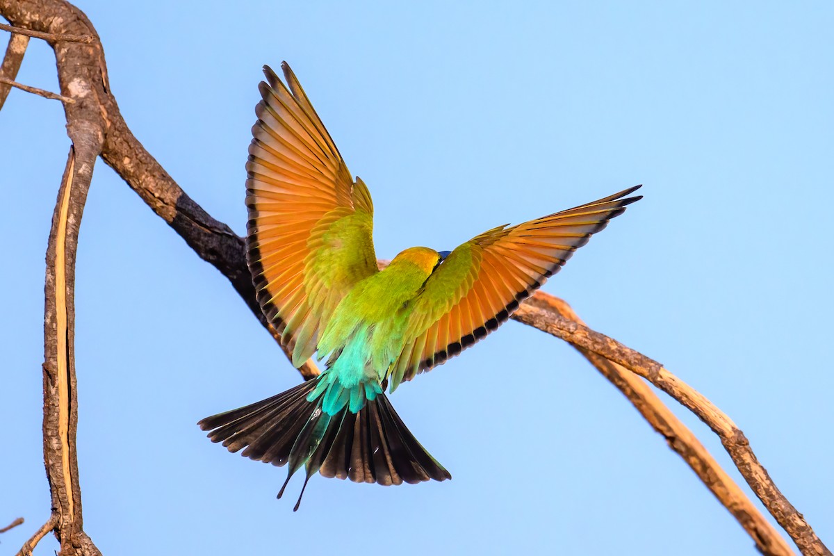 Rainbow Bee-eater - ML620941562
