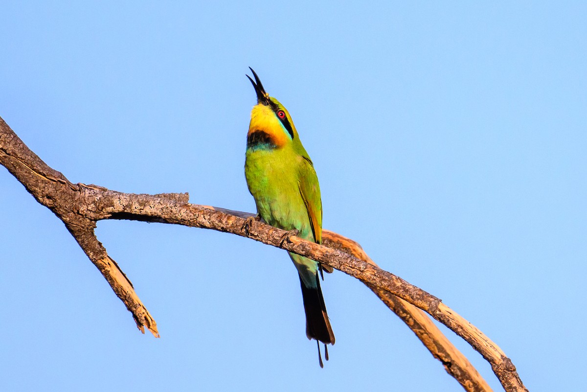 Rainbow Bee-eater - ML620941563