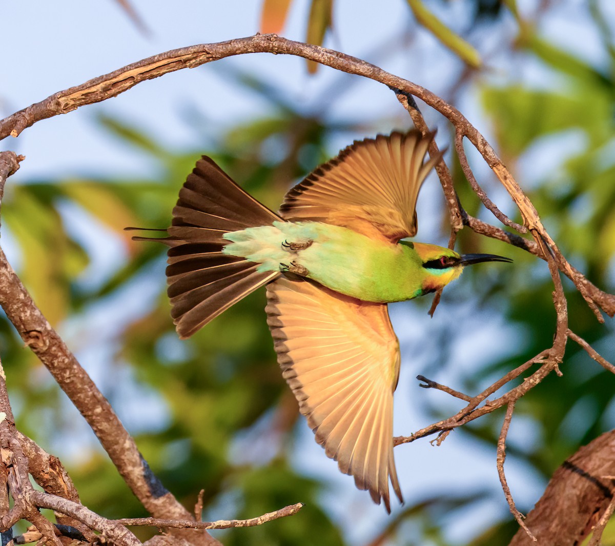 Rainbow Bee-eater - ML620941564