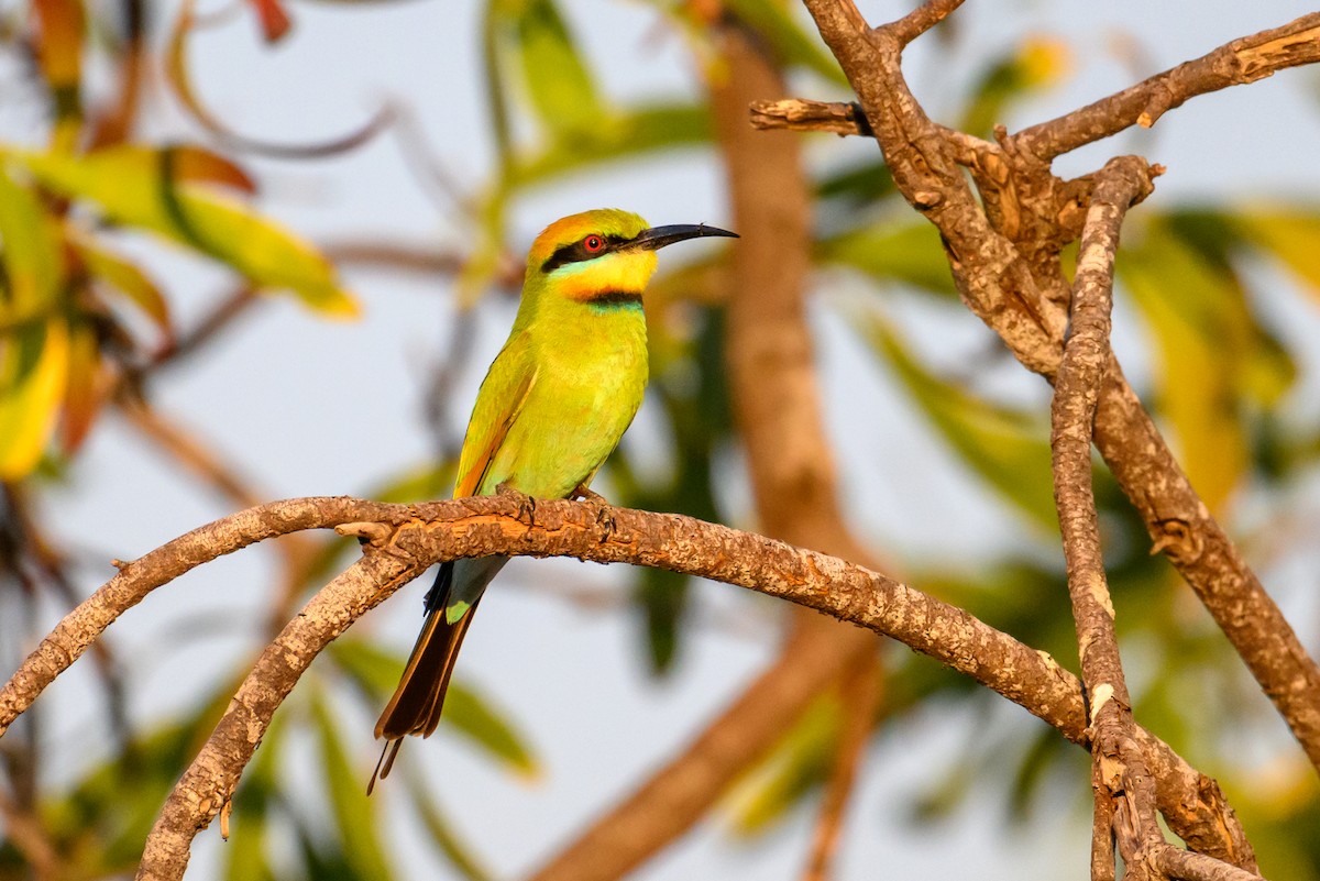 Rainbow Bee-eater - ML620941565