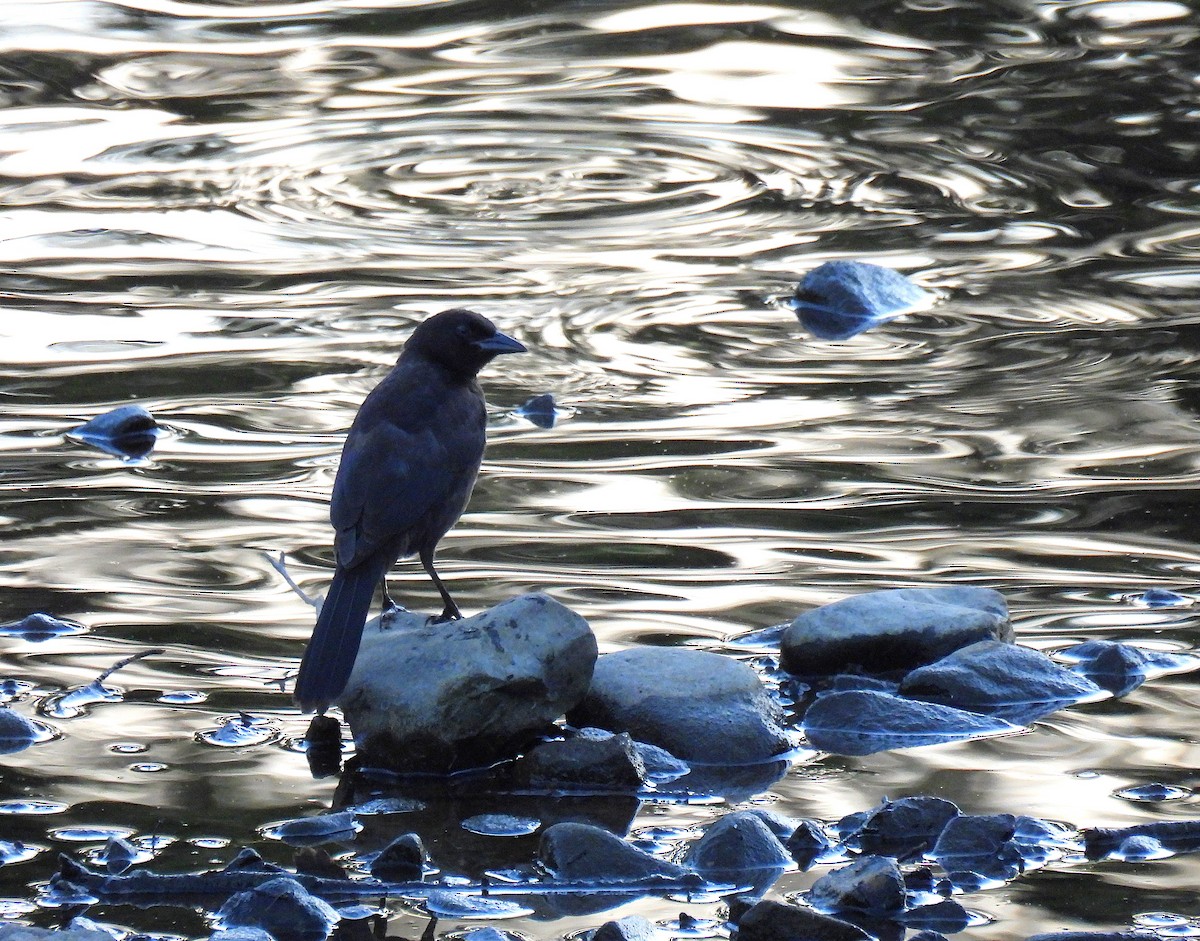 Common Grackle - ML620941566