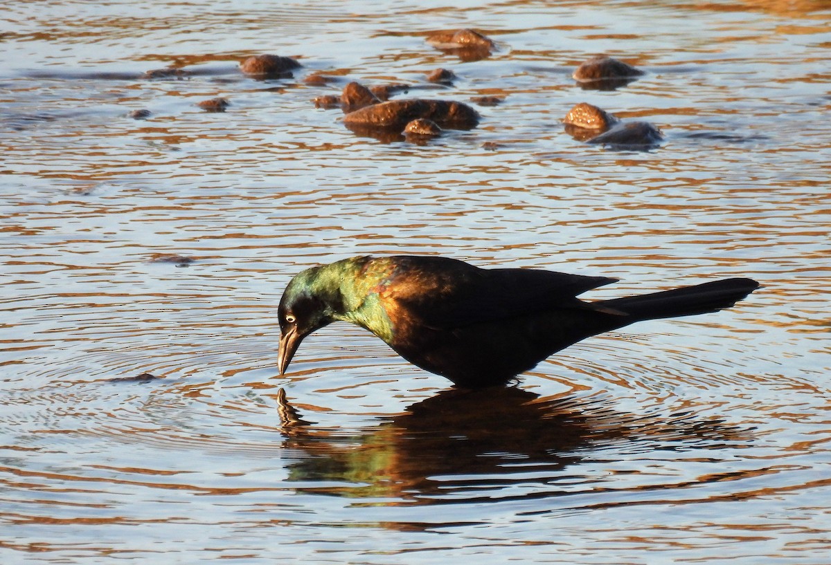 Common Grackle - ML620941567