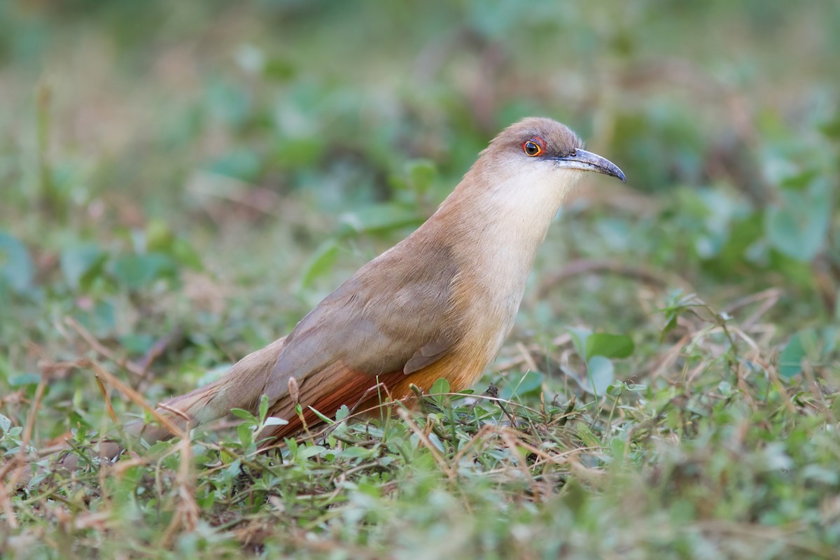 Great Lizard-Cuckoo - ML620941569