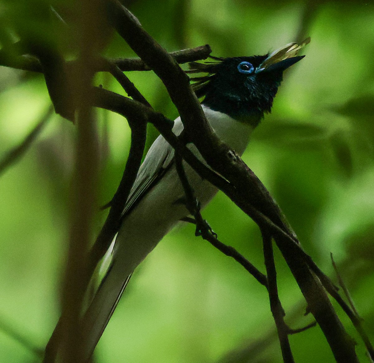 Indian Paradise-Flycatcher - ML620941573