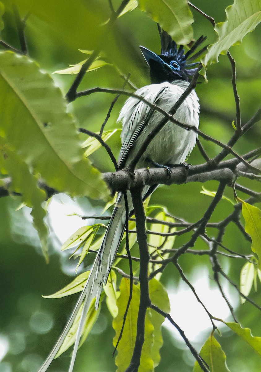 Indian Paradise-Flycatcher - ML620941576