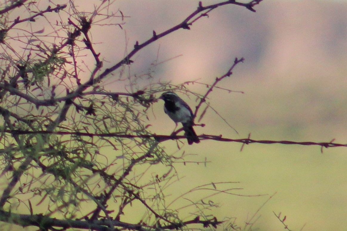Black-throated Sparrow - ML620941578