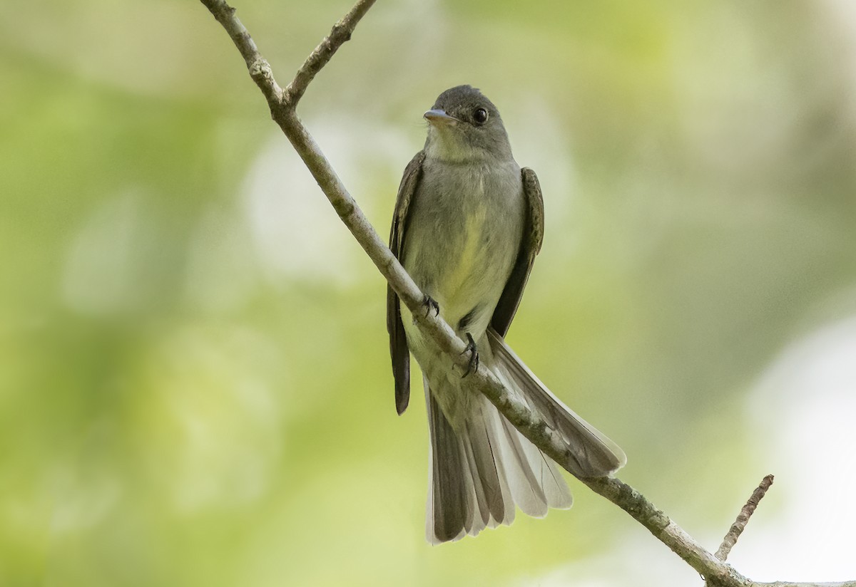 Eastern Wood-Pewee - ML620941579