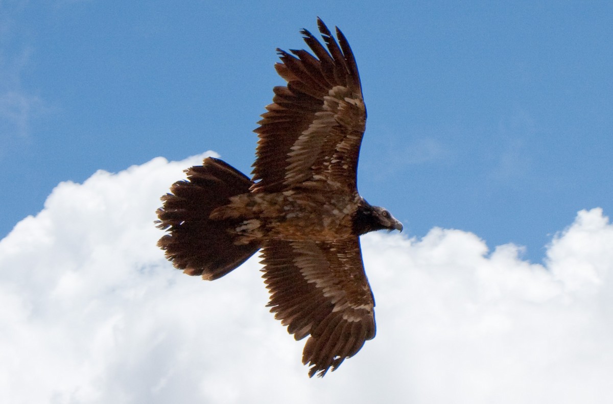 Bearded Vulture - ML620941580