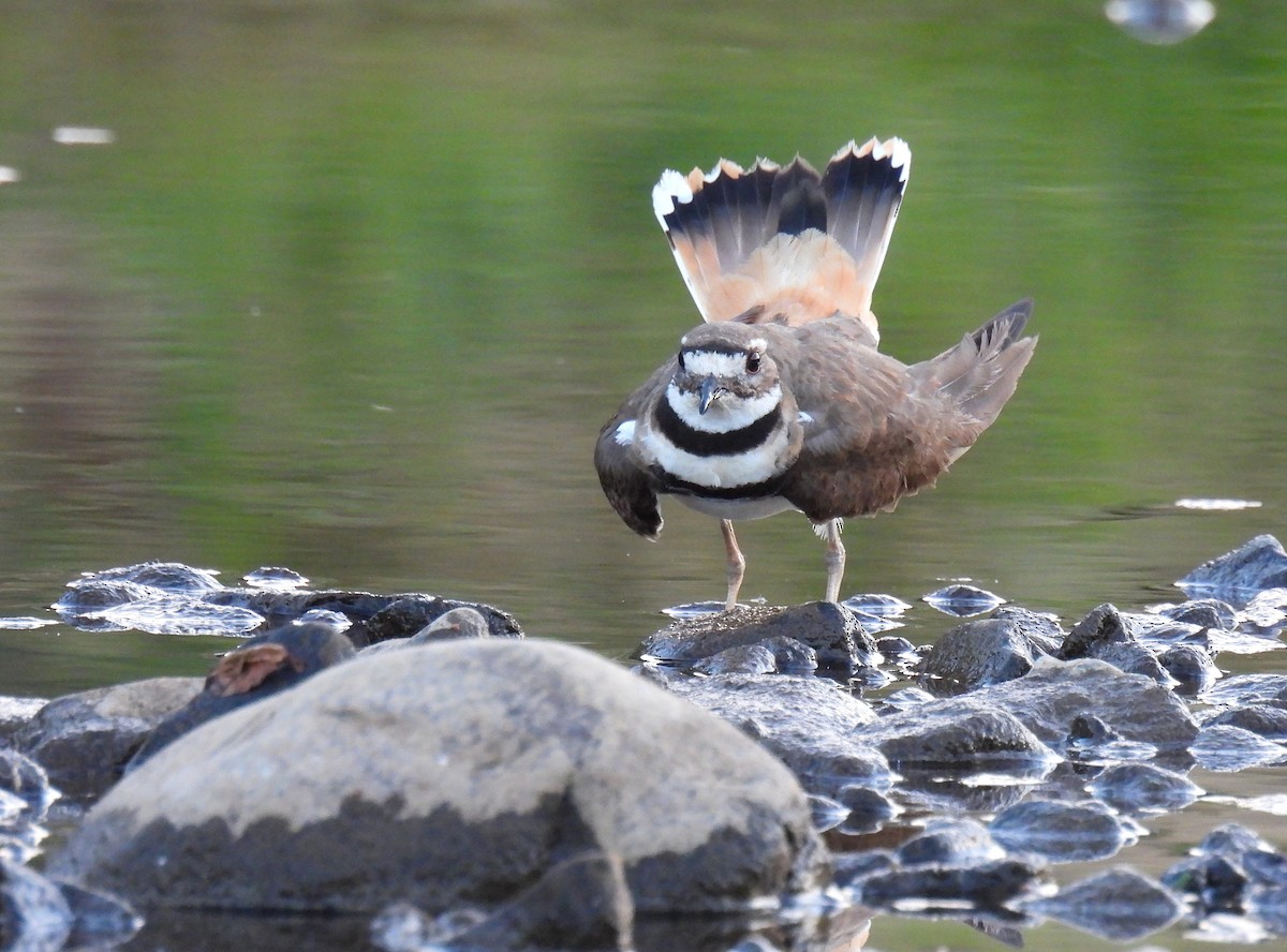 Killdeer - ML620941583