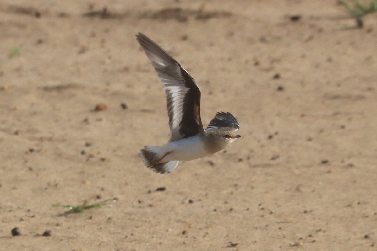 Small Pratincole - ML620941586