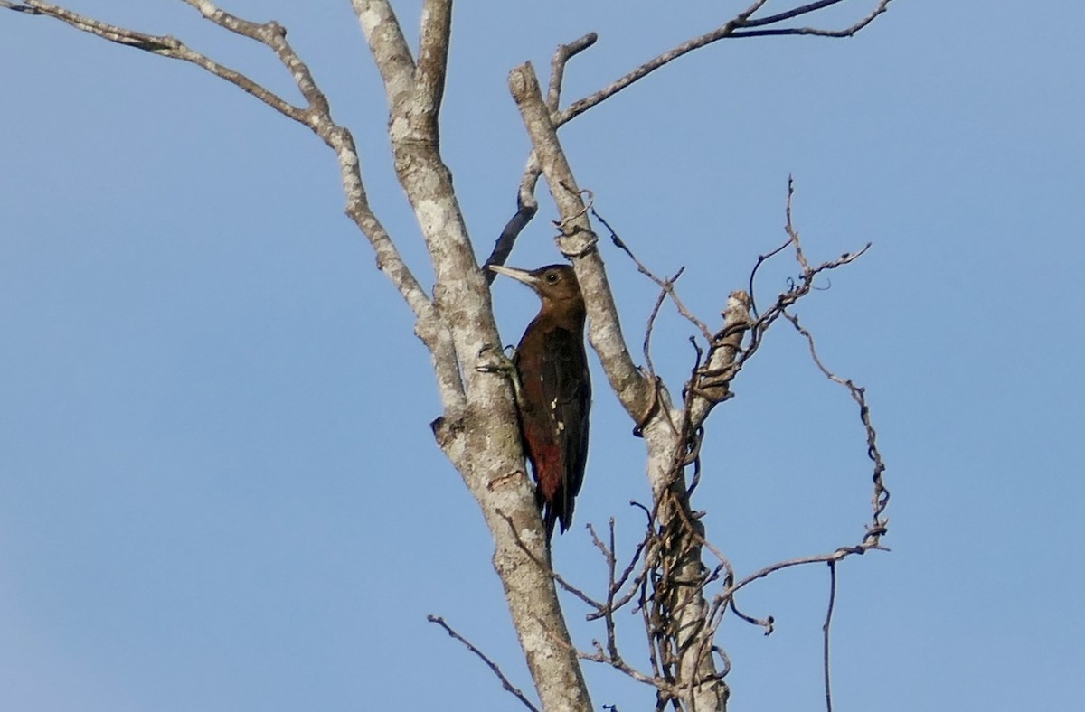 Okinawa Woodpecker - ML620941601