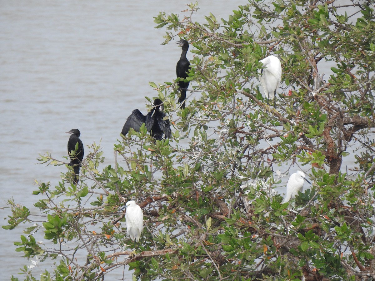 Little Cormorant - ML620941608