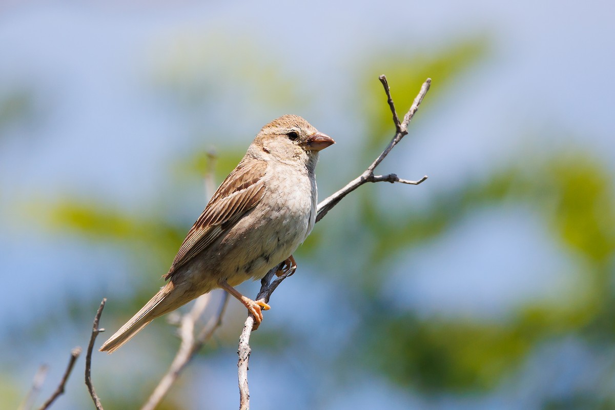 Spanish Sparrow - ML620941610